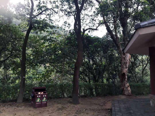 大榄林道深井段 郊游地点1